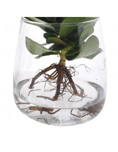 CLUSIA IDROPONICA altezza totale 35 cm 2