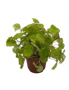 BEGONIA BELEAF LIMA LOVE