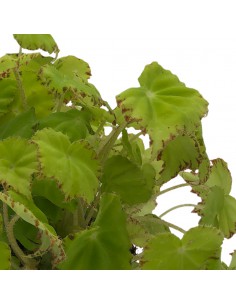 BEGONIA BELEAF LIMA LOVE 2