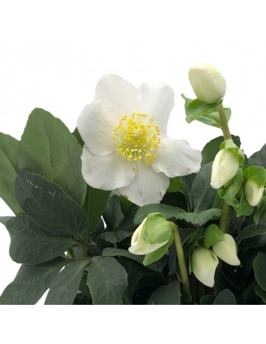 Rosa di Natale "HELLEBORUS NIGER CHRISTMAS CAROL" Diametro vaso 19 cm