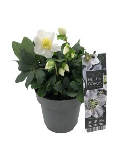 HELLEBORUS NIGER "CHRISTMAS CAROL" diam. vaso 19 cm 2