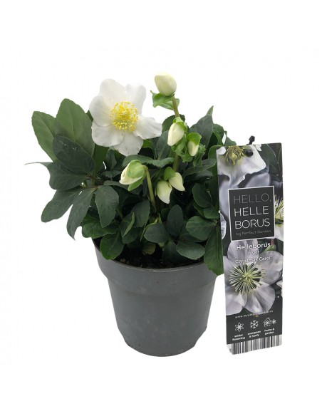 HELLEBORUS NIGER "CHRISTMAS CAROL" diam. vaso 19 cm