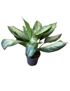 AGLAONEMA SILVER BAY "a foglia d'argento" vaso 17 cm