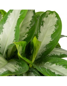 AGLAONEMA SILVER BAY "a foglia d'argento" vaso 17 cm 2