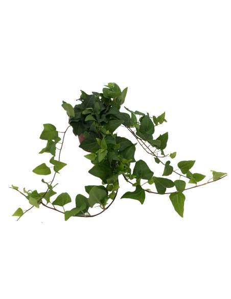 EDERA HERZ VERDE diametro vaso 13 cm