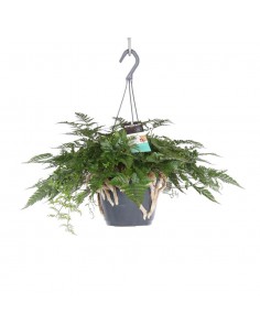 DAVALLIAHUMATA TYERMANNII "Felce piede di lepre"  v 17 cm