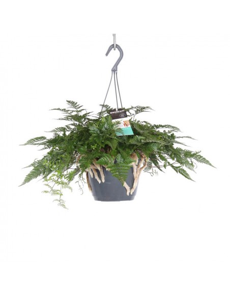 DAVALLIAHUMATA TYERMANNII "Felce piede di lepre"  v 17 cm
