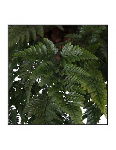 DAVALLIAHUMATA TYERMANNII "Felce piede di lepre"  v 17 cm