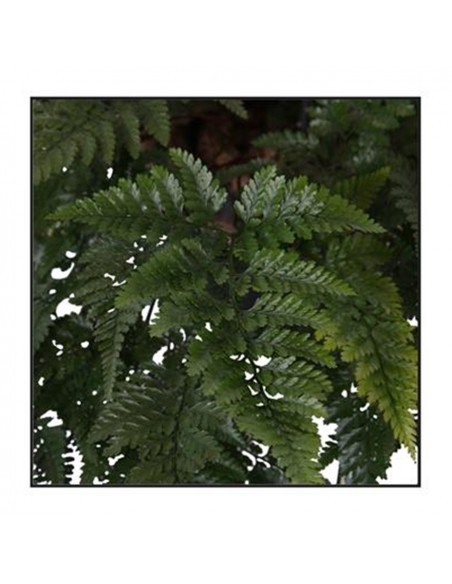DAVALLIAHUMATA TYERMANNII "Felce piede di lepre"  v 17 cm