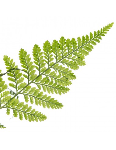 DAVALLIAHUMATA TYERMANNII "Felce piede di lepre"  v 17 cm