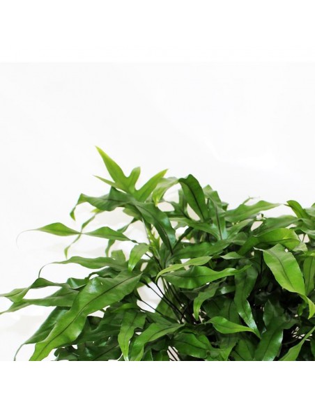 Felce Canguro "MICROSORUM DIVERSIFOLIUM" Diametro vaso 17 cm