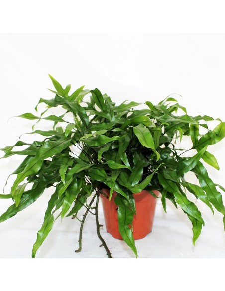 Felce Canguro "MICROSORUM DIVERSIFOLIUM" Diametro vaso 17 cm