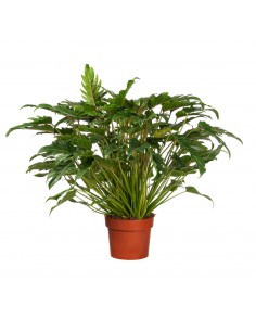 PHILODENDRON XANADU Diametro vaso 27 cm