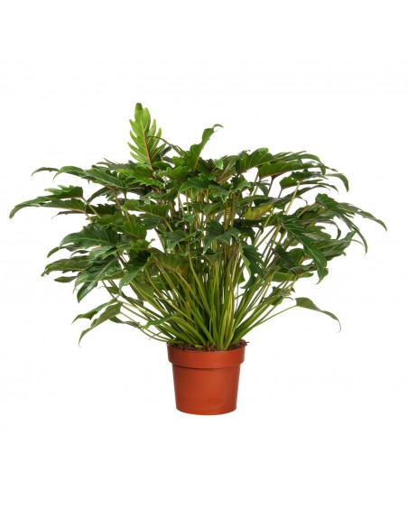PHILODENDRON XANADU Diametro vaso 27 cm