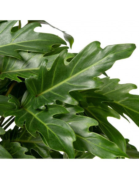 PHILODENDRON XANADU Diametro vaso 27 cm