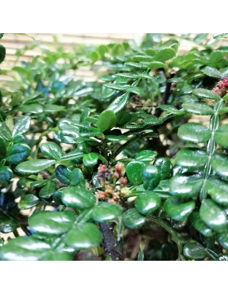 BONSAI PEPE CINESE altezza 40 Cm