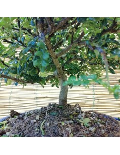 BONSAI PEPE CINESE altezza 40 Cm 2