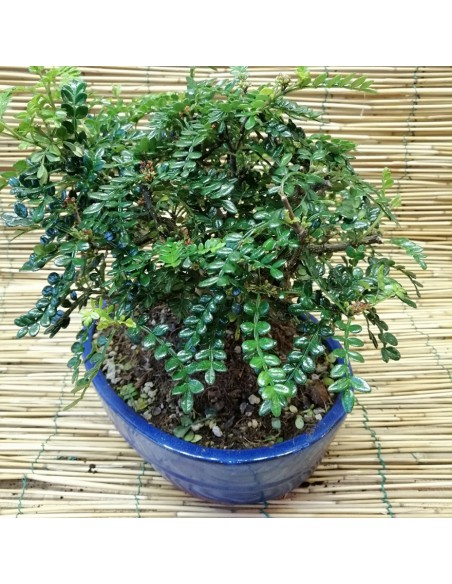 BONSAI PEPE CINESE altezza 40 Cm
