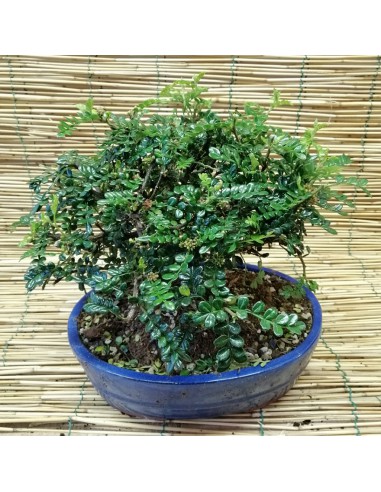 BONSAI PEPE CINESE altezza 40 Cm