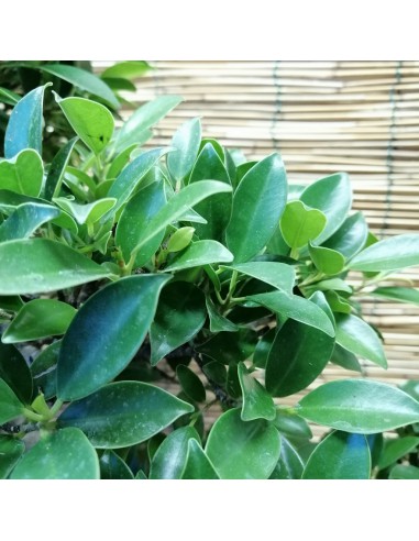 BONSAI FICUS BENJAMIN ESEMPLARE Altezza 60 Cm
