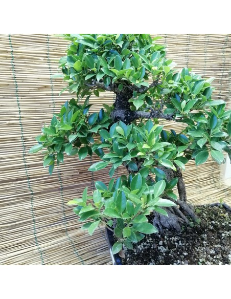 BONSAI FICUS BENJAMIN ESEMPLARE Altezza 60 Cm