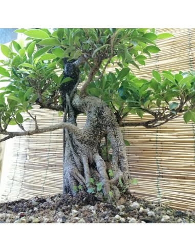 BONSAI FICUS BENJAMIN ESEMPLARE Altezza 60 Cm