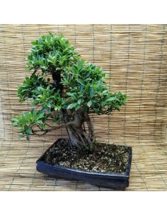 BONSAI FICUS BENJAMIN ESEMPLARE Altezza 60 Cm