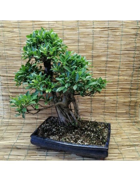 BONSAI FICUS BENJAMIN ESEMPLARE Altezza 60 Cm