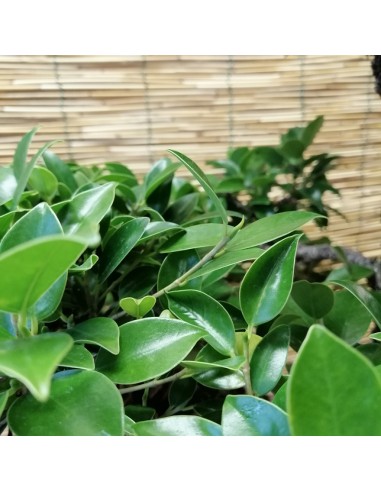 BONSAI FICUS BENJAMIN ESEMPLARE Vaso Ovale altezza 60 Cm