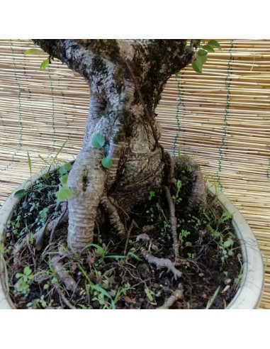 BONSAI FICUS BENJAMIN ESEMPLARE Vaso Ovale altezza 60 Cm