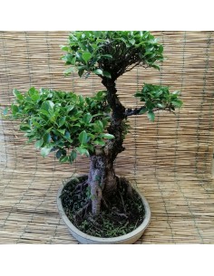 BONSAI FICUS BENJAMIN ESEMPLARE Vaso Ovale altezza 60 Cm 2