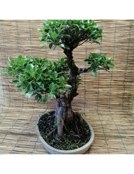 BONSAI FICUS BENJAMIN ESEMPLARE Vaso Ovale altezza 60 Cm