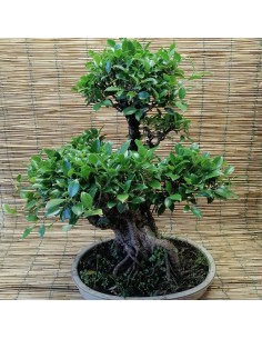 BONSAI FICUS BENJAMIN ESEMPLARE Vaso Ovale altezza 60 Cm