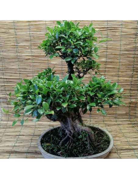 BONSAI FICUS BENJAMIN ESEMPLARE Vaso Ovale altezza 60 Cm