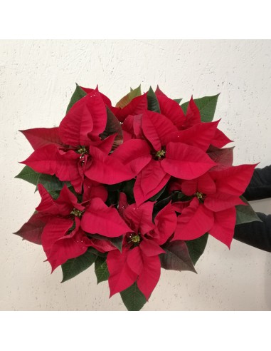 STELLA DI NATALE + CONFEZIONE diametro vaso 16 cm