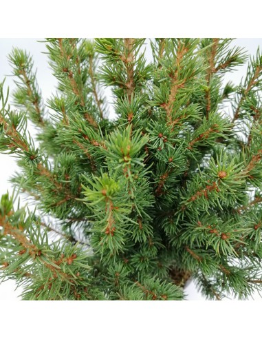 ABETE "PICEA GLAUCA CONICA" diametro vaso 13 cm