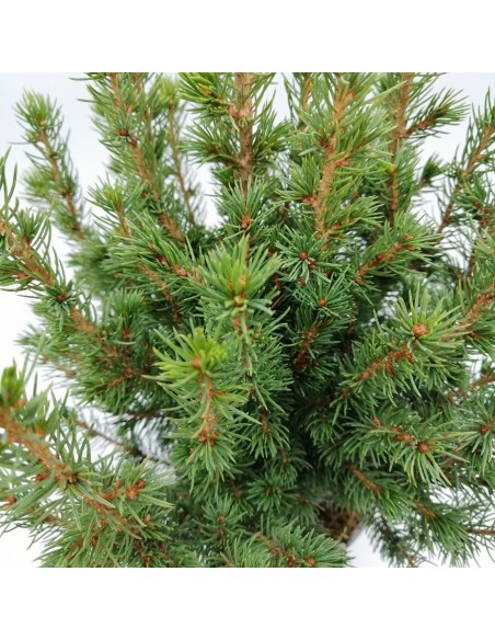 ABETE "PICEA GLAUCA CONICA" diametro vaso 13 cm