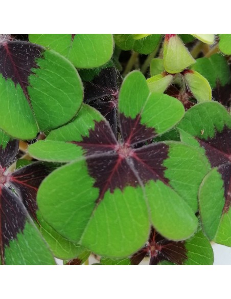 OXALIS 'DEPPEI' "ferro di cavallo o quadrifoglio" vaso 12 cm