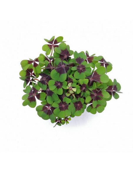 OXALIS 'DEPPEI' "ferro di cavallo o quadrifoglio" vaso 12 cm