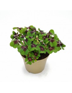 OXALIS 'DEPPEI' "ferro di cavallo o quadrifoglio" vaso 12 cm
