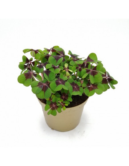 OXALIS 'DEPPEI' "ferro di cavallo o quadrifoglio" vaso 12 cm