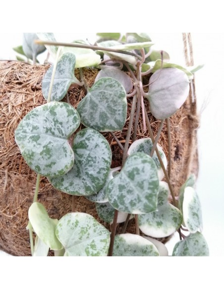 CEROPEGIA WOODII 'KOKEDAMA' diametro 12 cm