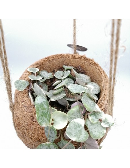 CEROPEGIA WOODII 'KOKEDAMA' diametro 12 cm