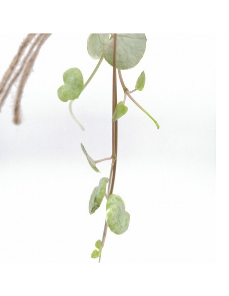 CEROPEGIA WOODII 'KOKEDAMA' diametro 12 cm