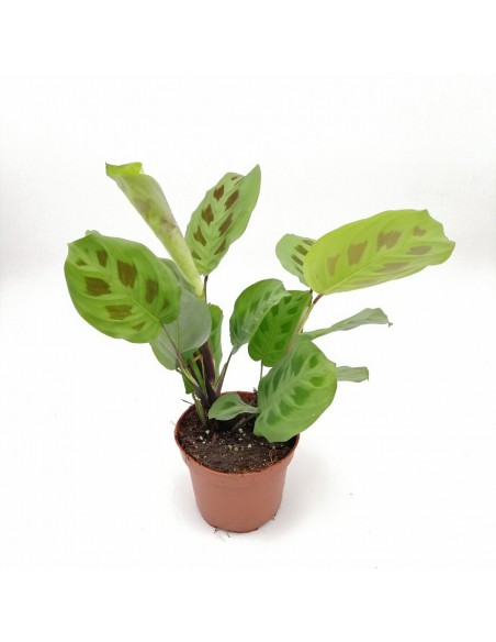 MARANTA LEUCONEURA 'KERCHOVEANA' Diam. vaso 12 cm