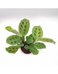 MARANTA LEUCONEURA 'KERCHOVEANA' Diam. vaso 12 cm
