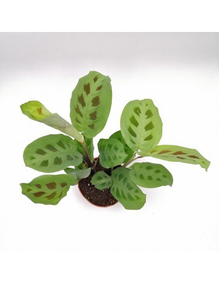 MARANTA LEUCONEURA 'KERCHOVEANA' Diam. vaso 12 cm