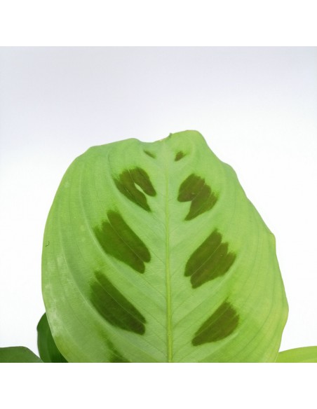 MARANTA LEUCONEURA 'KERCHOVEANA' Diam. vaso 12 cm