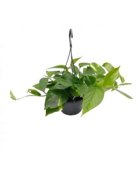 Pothos (EPIPREMNUM HANGING) diametro vaso 15 cm