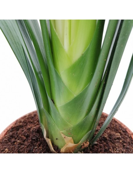 CLIVIA MINIATA - 'ORANGE' diametro vaso 13 cm